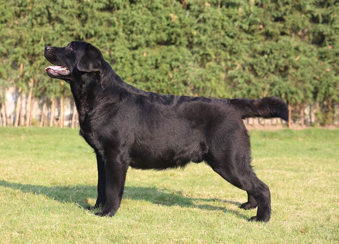 Woefdram's, Labradors, Labrador, Labrador retrivers, Woefdrams